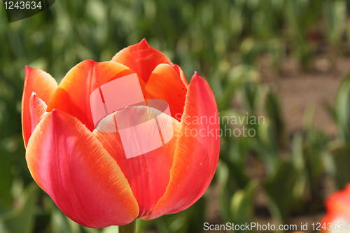 Image of Flower of red tulip