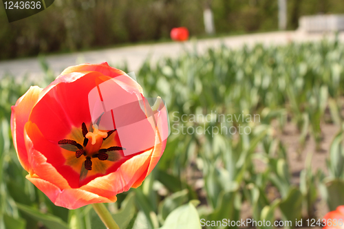 Image of flower-bed of red tulip