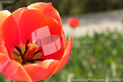 Image of Flower of red tulip