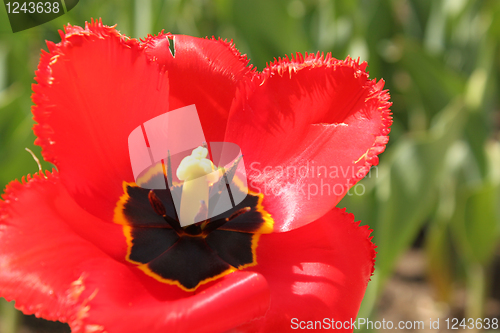 Image of Flower of red tulip