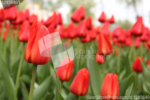 Image of field of red tulips