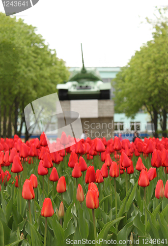 Image of flower-bed of red tulip