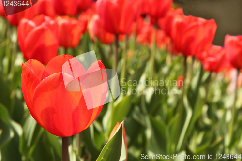 Image of flower-bed of red tulip