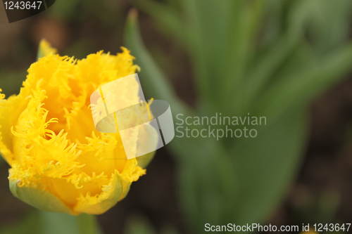 Image of Flower of yellow tulip