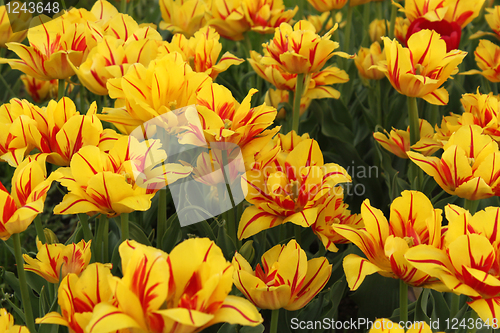 Image of flower-bed of yellow - red tulip