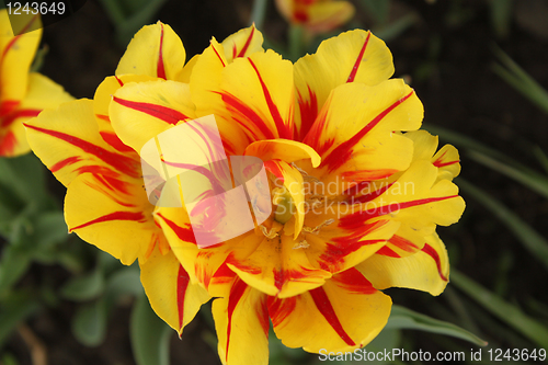 Image of Flower of yellow tulip