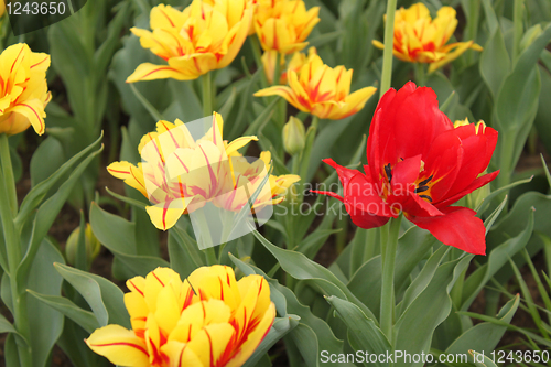 Image of one red tulip in flower-bed of yellow tulip
