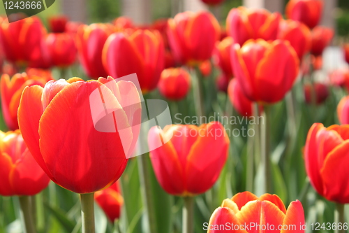 Image of red tulips