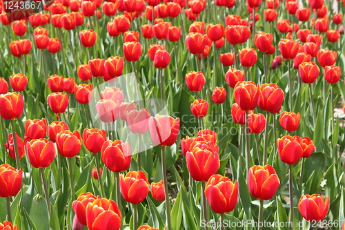 Image of flower-bed of red tulip