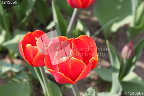 Image of Tulips