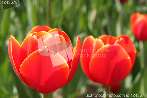 Image of red tulips