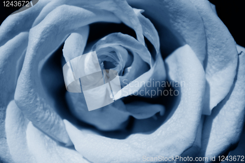 Image of blue rose