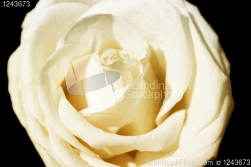 Image of White rose with effect of a gold luminescence