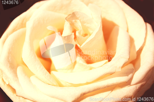 Image of Flower of a white rose