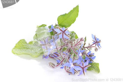 Image of Borage