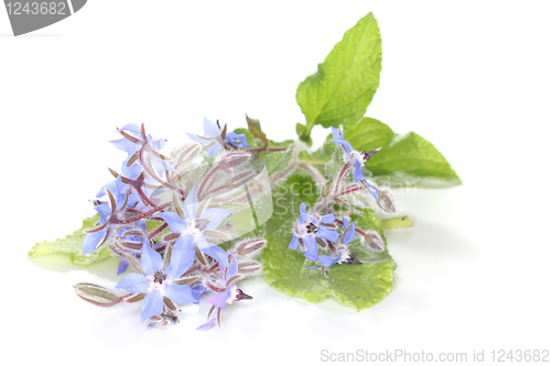 Image of Borage