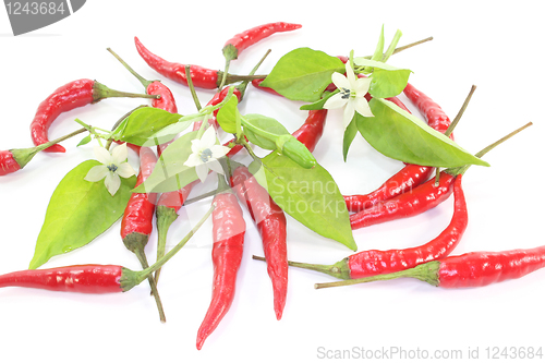 Image of Chilis