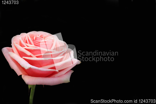 Image of pink rose 