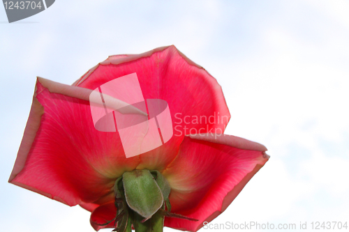 Image of Bud of a pink rose 