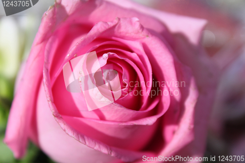 Image of Bud of a pink rose 