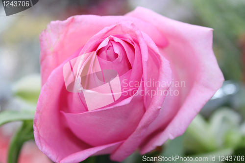 Image of Bud of a pink rose 