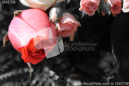 Image of Bud of a red rose