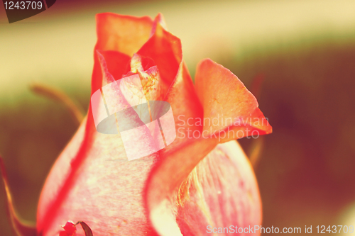 Image of Bud of a red rose