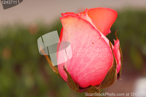 Image of Bud of a red rose