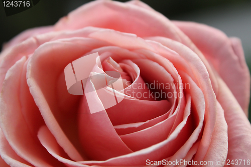 Image of Bud of a pink rose 