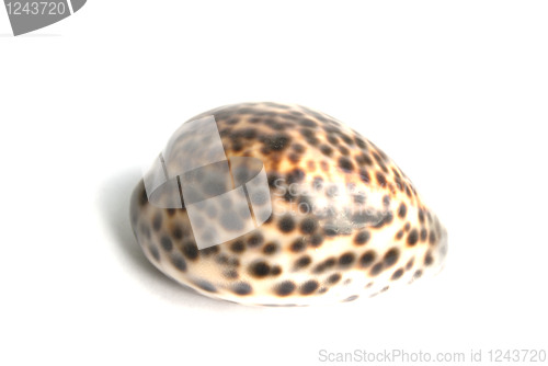 Image of Round sea shell