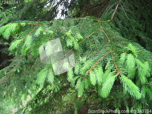 Image of fur tree branche