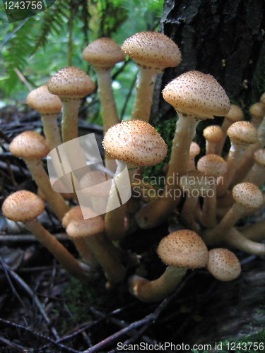 Image of honey mushrooms growing at tree
