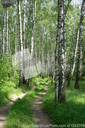 Image of road in a birch forest