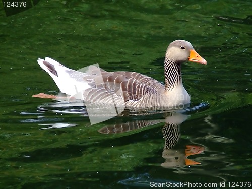 Image of Canadian duck