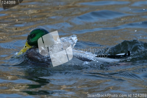 Image of duck washing itself
