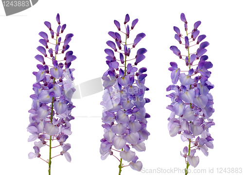 Image of Wisteria flowers