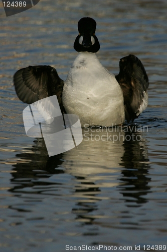 Image of Duck on water