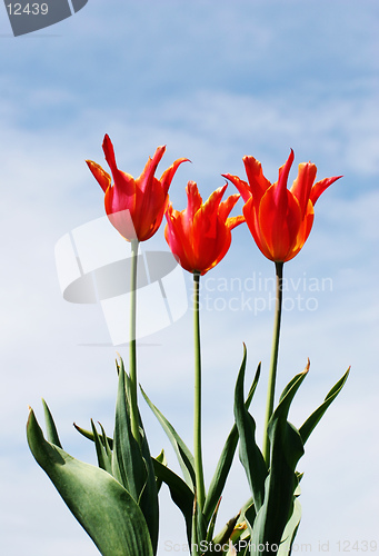 Image of Tulips and Sky