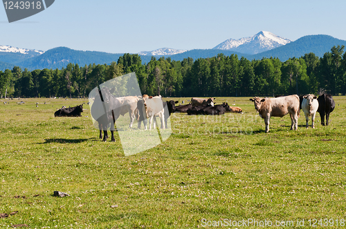Image of Cattle
