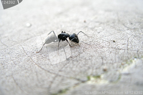 Image of ant