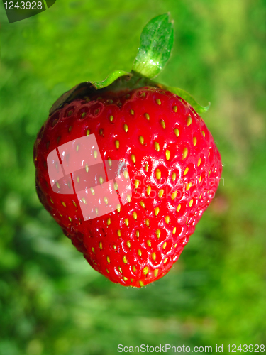 Image of strawberry 