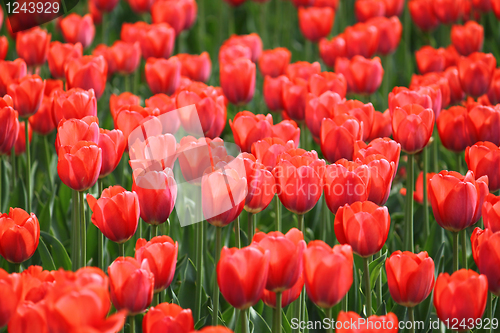 Image of beautiful red tulips