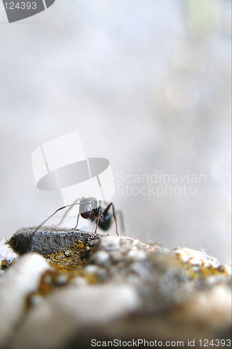 Image of ant