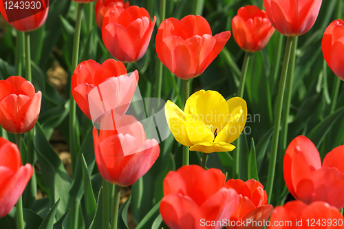 Image of beautiful tulips 