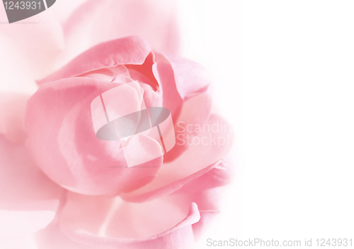 Image of gentle pink rose
