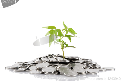 Image of Green plant growing from the coins