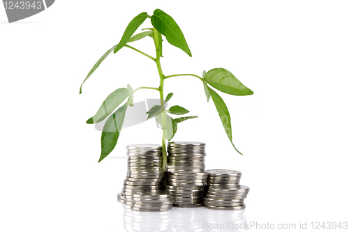 Image of Green plant growing from the coins