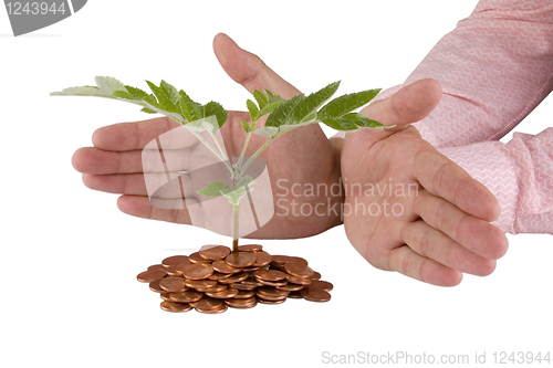 Image of Businessman protecting plant