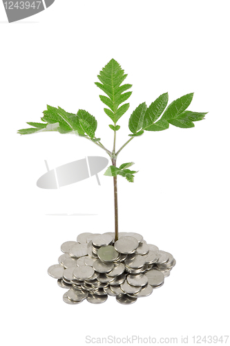 Image of Green plant growing from the coins
