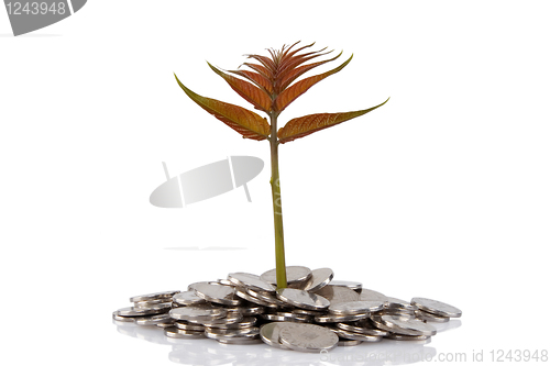 Image of New plant growing from the coins